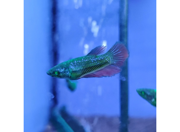 Петушок GLO green ocean