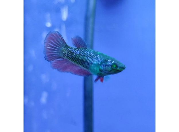 Петушок GLO green ocean