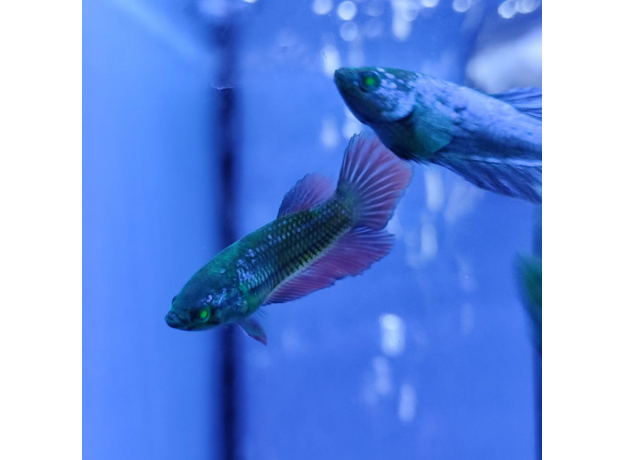 Петушок GLO green ocean