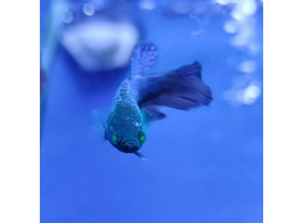 Петушок GLO green ocean
