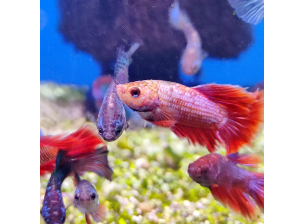 Петушок ассорти (Betta splendens)