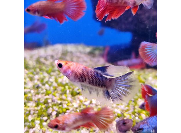Петушок ассорти (Betta splendens)
