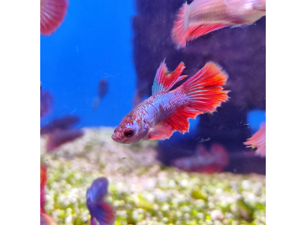 Петушок ассорти (Betta splendens)