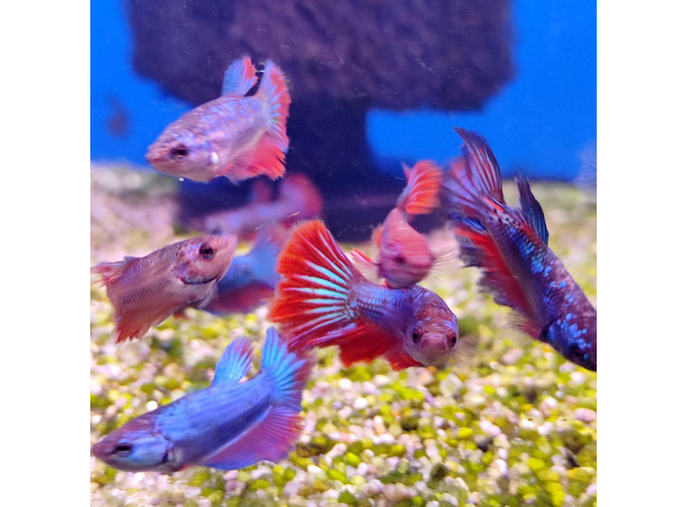 Петушок ассорти (Betta splendens)