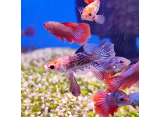 Петушок ассорти (Betta splendens)