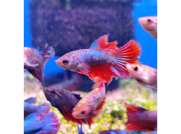 Петушок ассорти (Betta splendens)