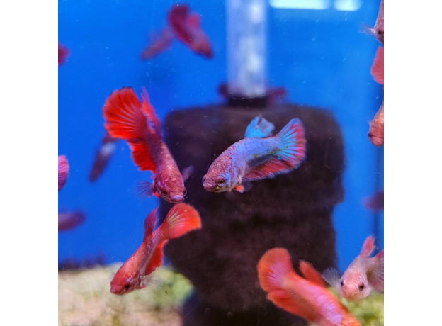 Петушок ассорти (Betta splendens)