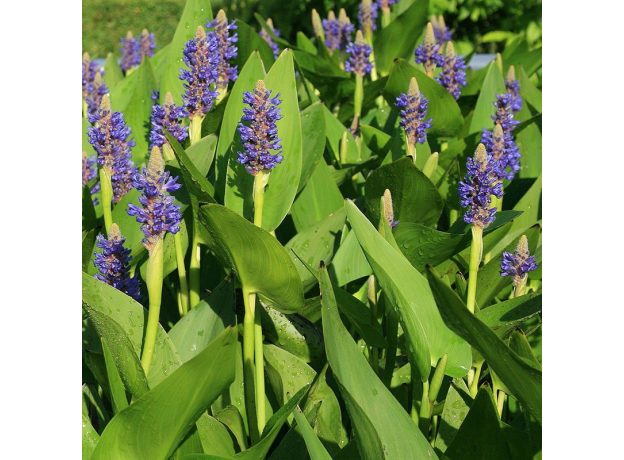 Понтедерия кордата, синяя (Pontederia cordata) Голландия