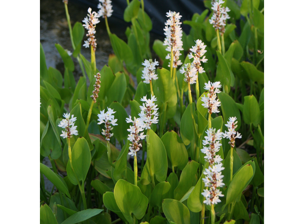 Понтедерия сердцелистная, белая (Pontederia cordata Alba) Голландия