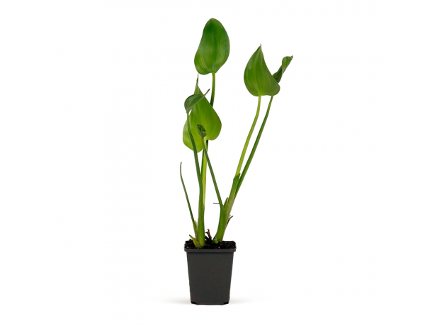 Понтедерия кордата, синяя (Pontederia cordata) Голландия