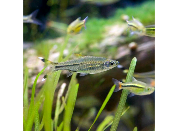 Расбора трехлинейная (Rasbora trilineata)