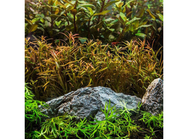 Ротала ред кросс (с грузом) (Rotala sp. "Red Cross")