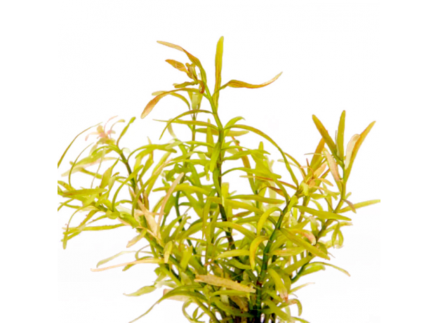 Ротала ред кросс (с грузом) (Rotala sp. "Red Cross")