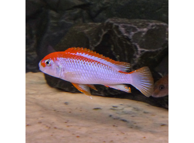 Псевдотрофеус Ред Топ Ндумби (Pseudotropheus perspicax var. Red Top Ndumbi)