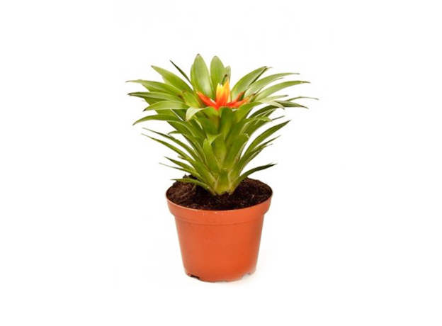 Гузмания Тереза (Guzmania Theresa)