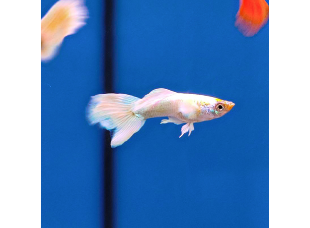 Гуппи Платина слоновьи уши (самец) (Poecilia reticulata)