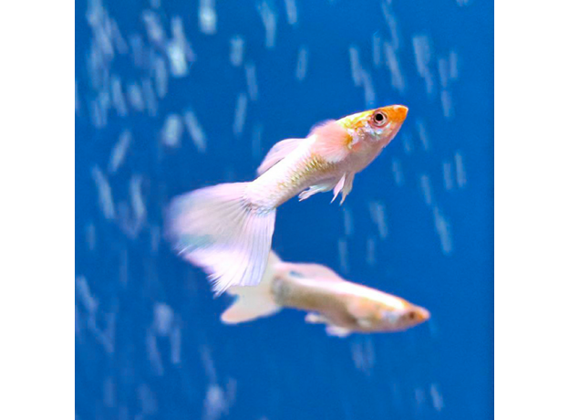 Гуппи Платина слоновьи уши (самец) (Poecilia reticulata)