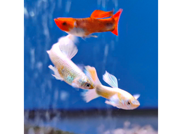 Гуппи Платина слоновьи уши (самец) (Poecilia reticulata)