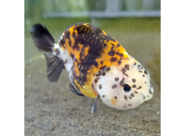 Золотая рыбка Ранчу ситцевый L (Carassius auratus)