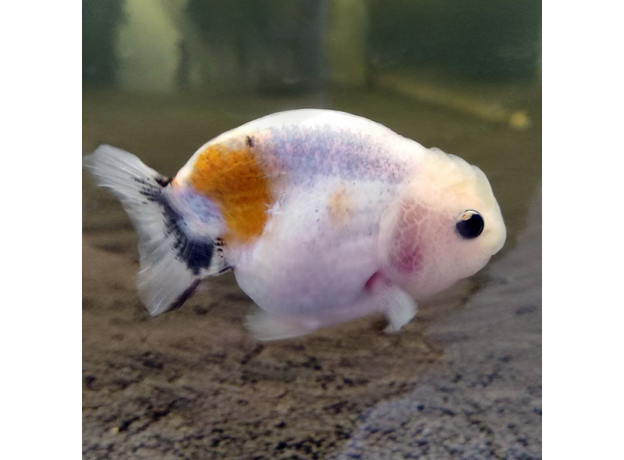 Золотая рыбка Ранчу ситцевый L (Carassius auratus)