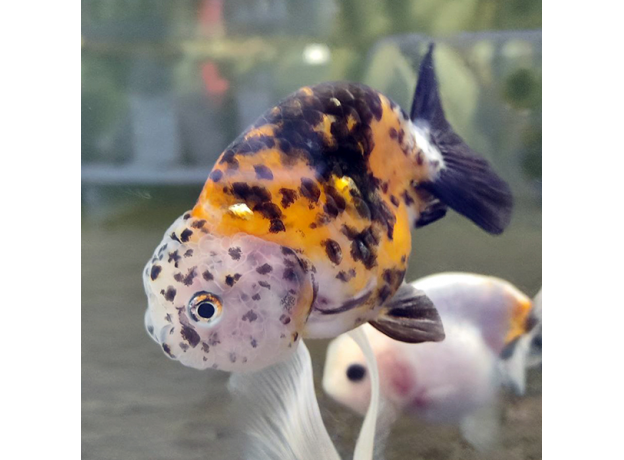 Золотая рыбка Ранчу ситцевый L (Carassius auratus)