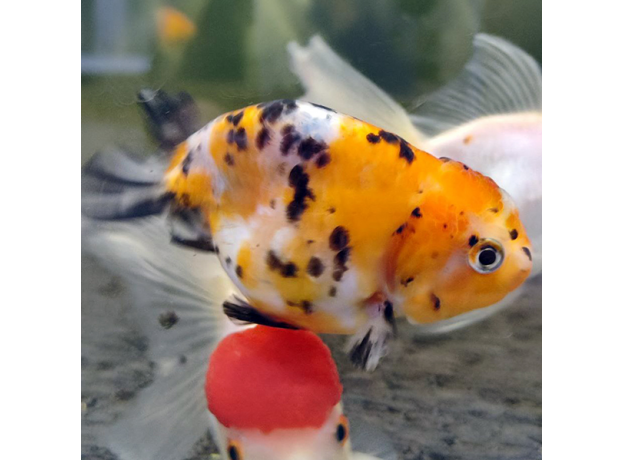 Золотая рыбка Ранчу ситцевый L (Carassius auratus)