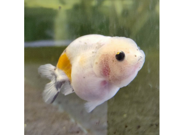 Золотая рыбка Ранчу ситцевый L (Carassius auratus)
