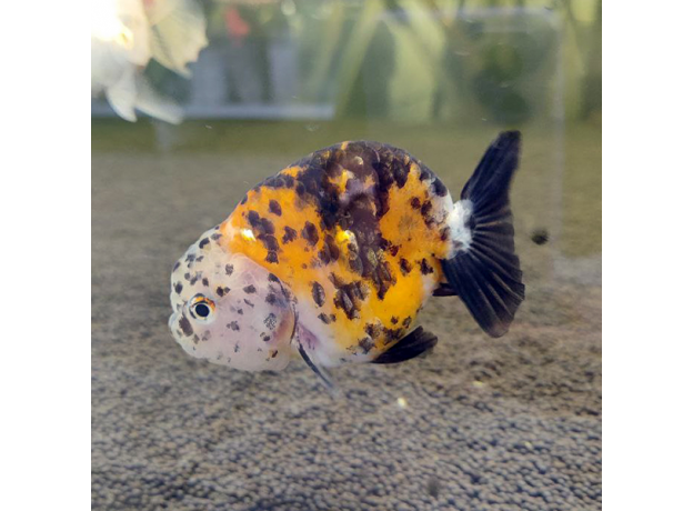 Золотая рыбка Ранчу ситцевый L (Carassius auratus)