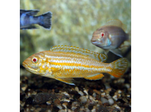 Меланохромис ауратус альбинос (Melanochromis auratus var. albino)