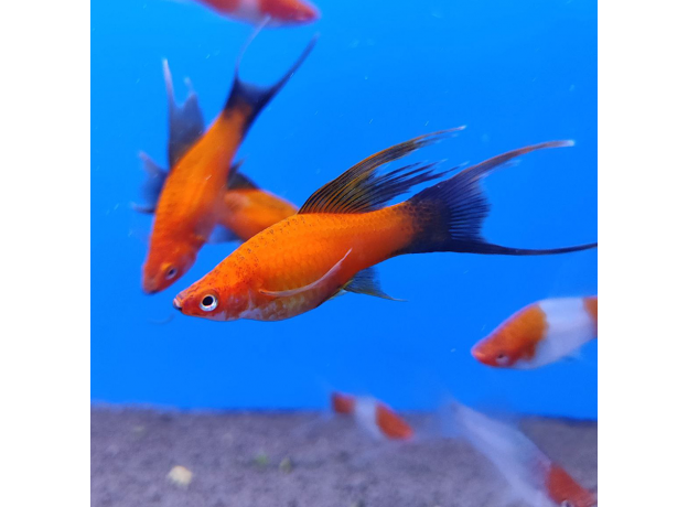 Меченосец красный чернохвостый вилочный L (Xiphophorus helleri)