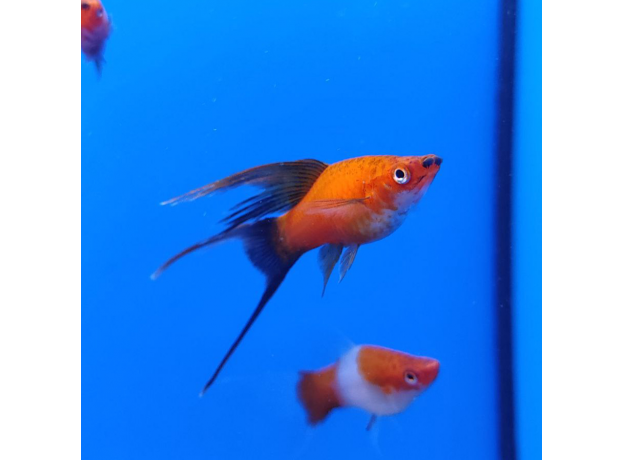 Меченосец красный чернохвостый вилочный L (Xiphophorus helleri)