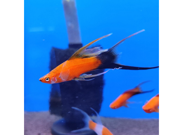 Меченосец красный чернохвостый вилочный L (Xiphophorus helleri)