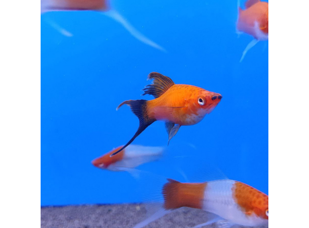 Меченосец красный чернохвостый вилочный L (Xiphophorus helleri)