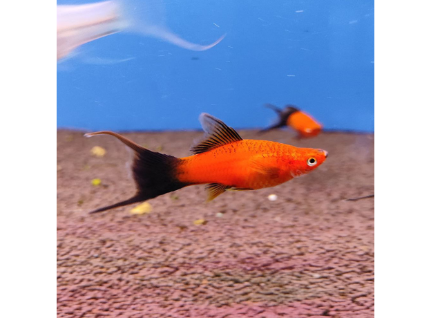 Меченосец красный чернохвостый вилочный L (Xiphophorus helleri)