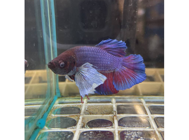 Петушок Слоновье Ухо (самец) (Betta splendens)