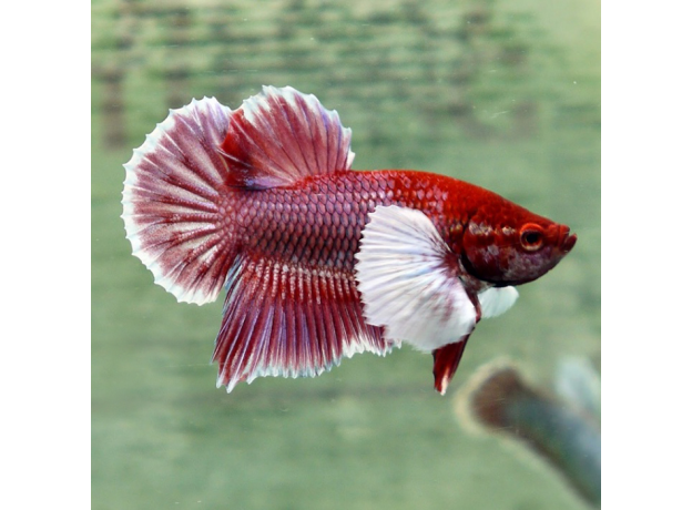 Петушок супердельта слоновье ухо (самка) (Betta Splendens)