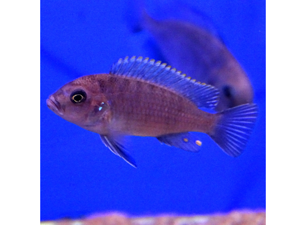 Псевдотрофеус Ред Топ Ндумби (Pseudotropheus perspicax var. Red Top Ndumbi)