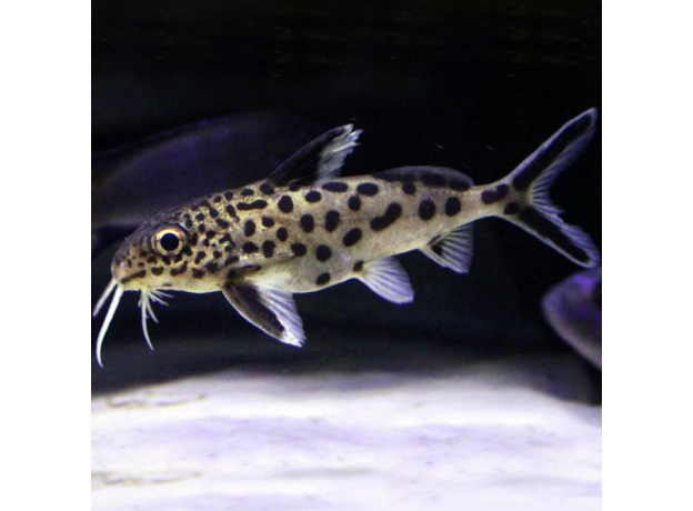 Сом Синодонтис далматин (S) (Synodontis sp.)