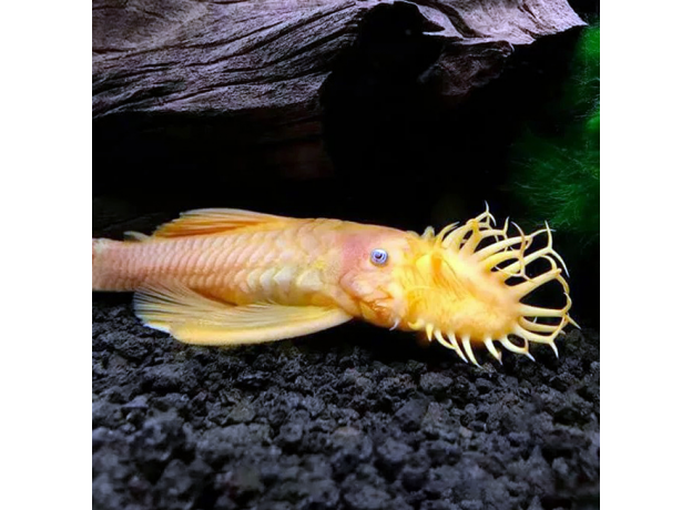 Сом анциструс золотой голубоглазый (XL) L144 (Ancistrus sp.)