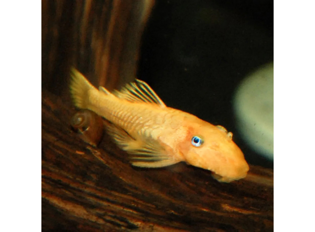 Сом анциструс золотой голубоглазый (самки) L144 (Ancistrus sp.)