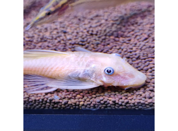 Сом анциструс золотой голубоглазый (самки) L144 (Ancistrus sp.)