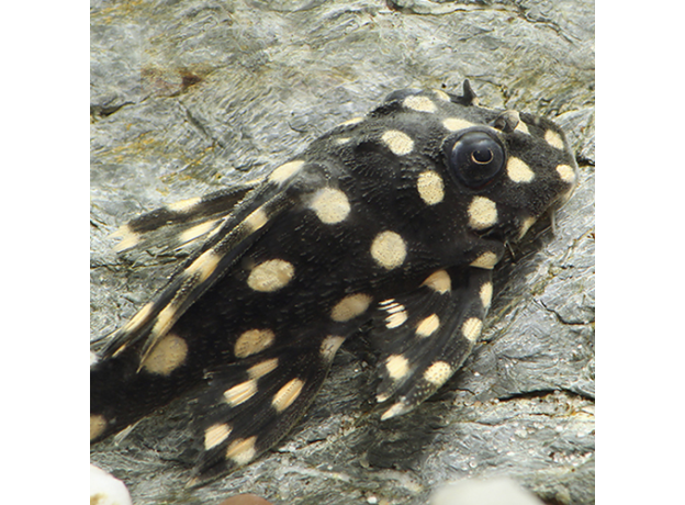 Сом гипанциструс Карликовый Инспектор L471 (Hypancistrus sp.)
