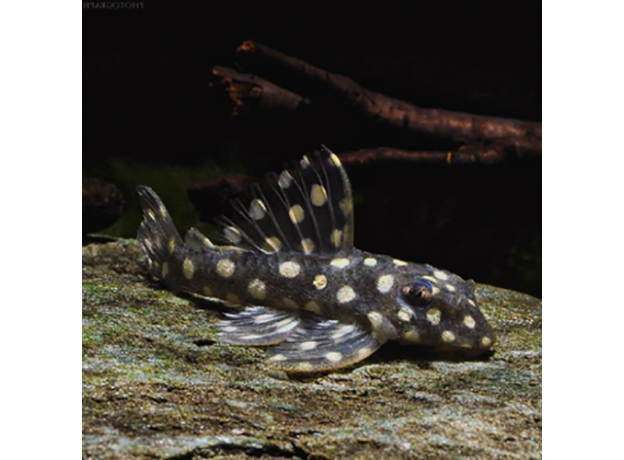Сом гипанциструс Карликовый Инспектор L471 (Hypancistrus sp.)