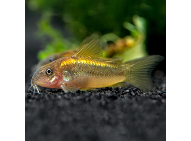 Сом коридорас Голд Страйп (Corydoras Aeneus Peru Gold Stripe)