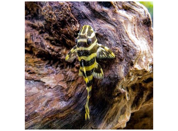 Сом пеколтия компта L134 (Peckoltia compta)