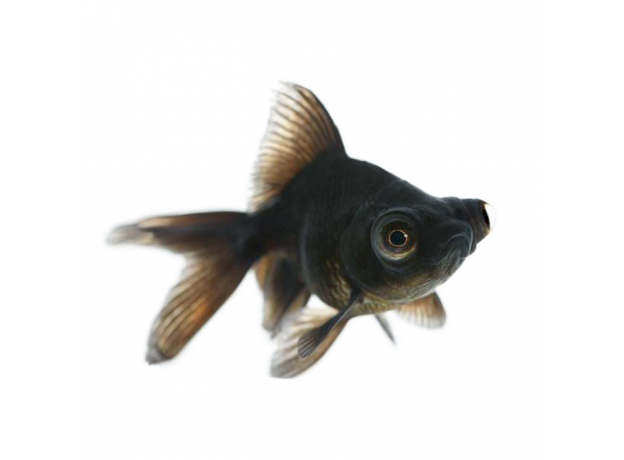 Золотая рыбка Телескоп черный SM (Carassius auratus var.)