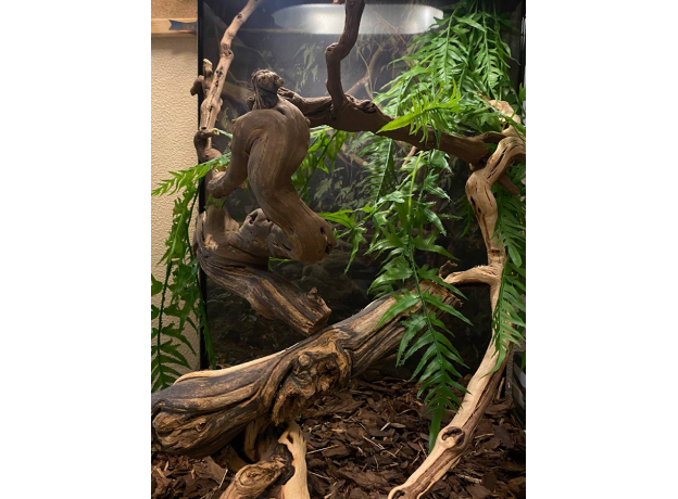 Террариумный комплект " Jungle"
