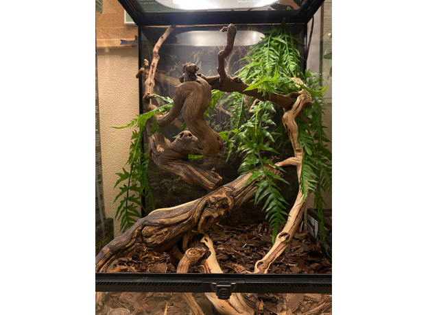 Террариумный комплект " Jungle"