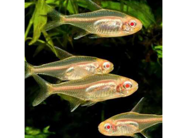 Тетра грацилис голд (Hemigrammus erythrozonus var. gold)