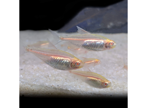 Тетра грацилис голд (Hemigrammus erythrozonus var. gold)